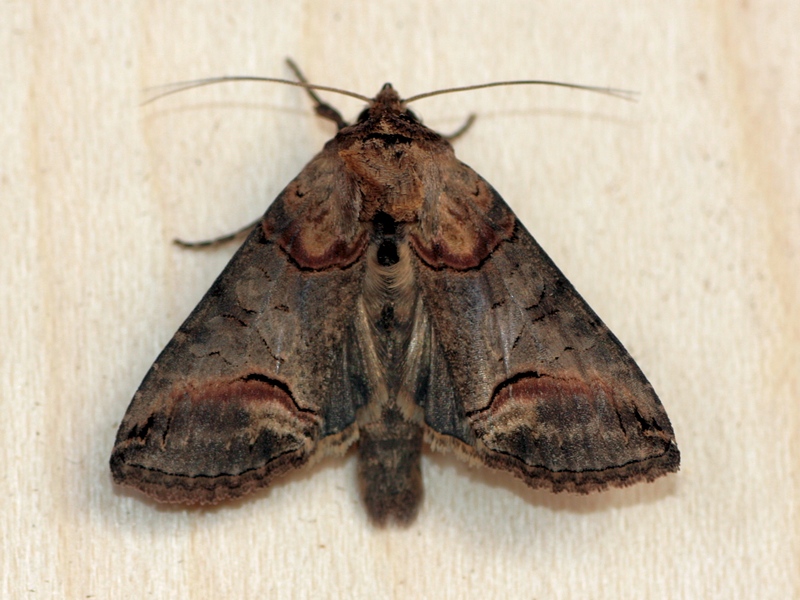 Bellissima Noctuidae da identificare -  Abrostola sp.